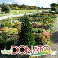 VIVAI DONATO