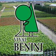 VIVAI BENINI DI BENINI GIOVANNI